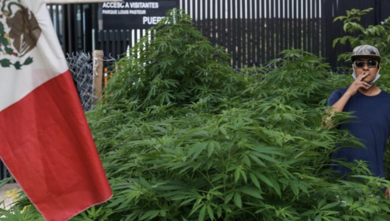 Una plantación de marihuana florece junto al Senado en México