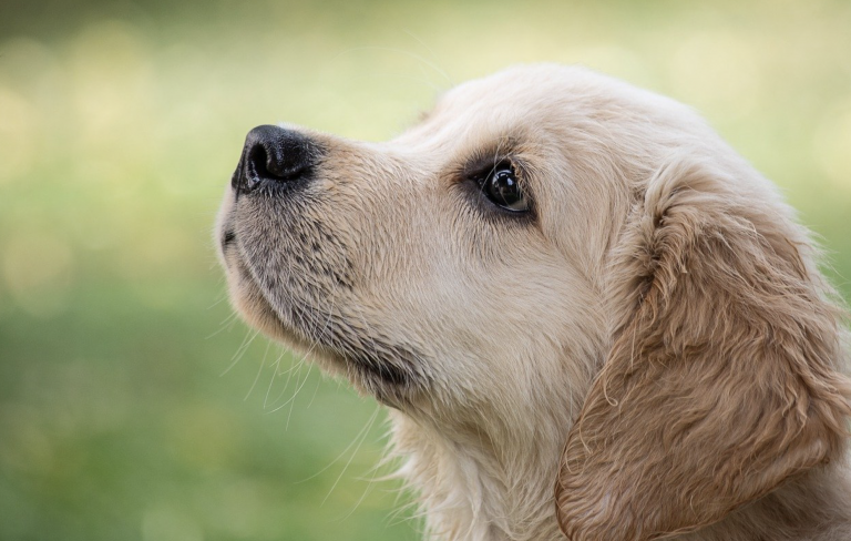 Cómo actuar en caso que tu perro sufra un golpe de calor