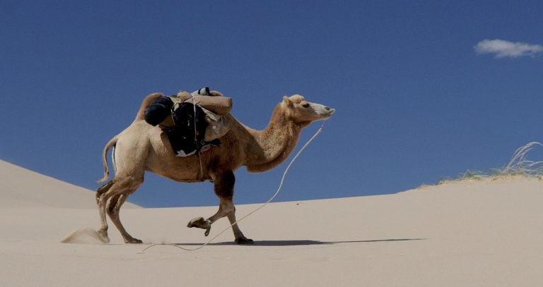 Un camello recorre más de 170 kilómetros por el desierto para recontarse con sus dueños