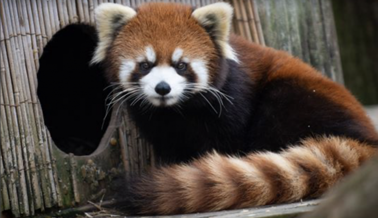 Un zoo denuncia la misteriosa desaparición de un rarísimo ejemplar de oso panda