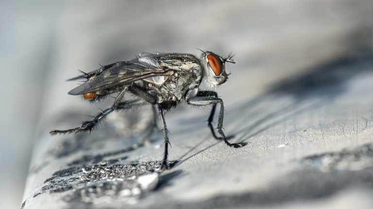 La plaga de mosca negra será más agresiva este año por el confinamiento