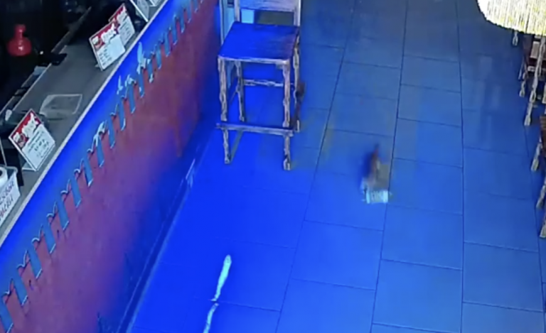 Un gato roba la recaudación de un bar...por segunda vez