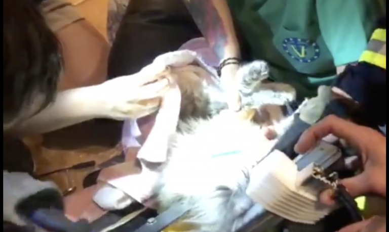 Los Bomberos rescatan a un gato atrapado en un sofá en Las Rozas