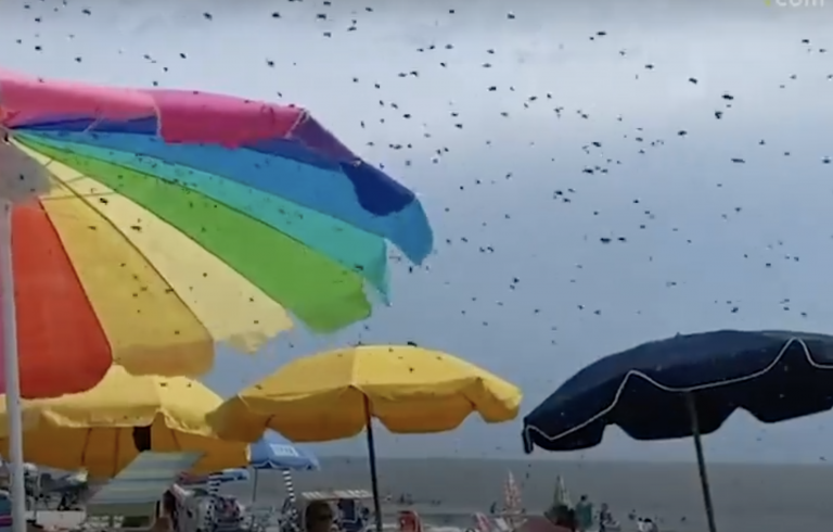 Miles de abejas invaden una playa de los Estados Unidos