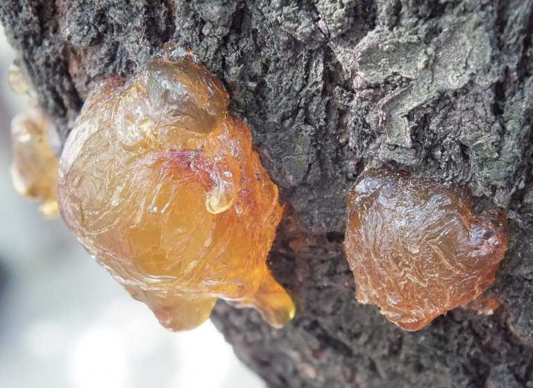 Encuentran savia de árboles de 105 millones de años preservada en ámbar