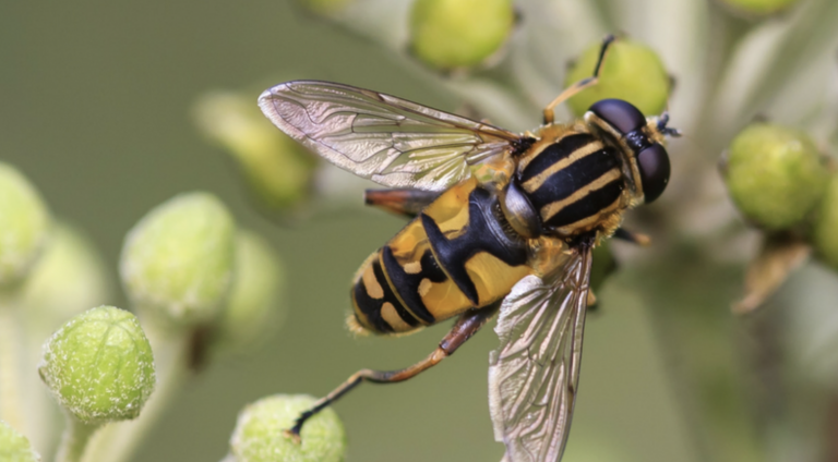 Picadura de abeja, ¿cómo reaccionar?
