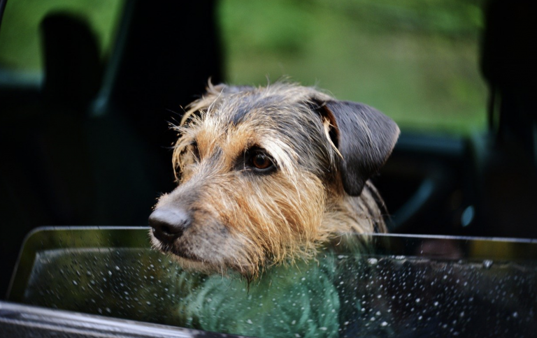 Un perro salta por la ventana del coche y aparece a 1.000 kilómetros de distancia