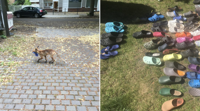 Un zorro roba un centenar de zapatos en Berlín