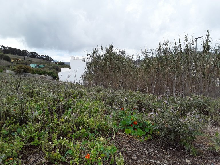 El Cabildo de Gran Canaria convoca las ayudas  para desbrozar fincas en zonas de riesgo de incendio y priorizará las que se pongan en cultivo