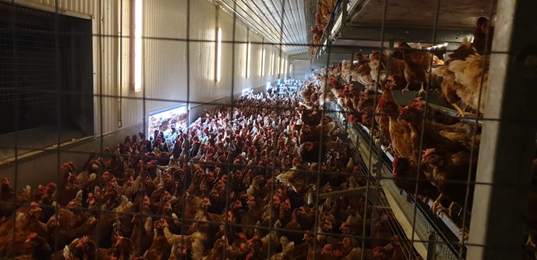 La demanda de huevos camperos crece en Canarias un 10 % al año, el próximo objetivo es que aumente el consumo de producto local