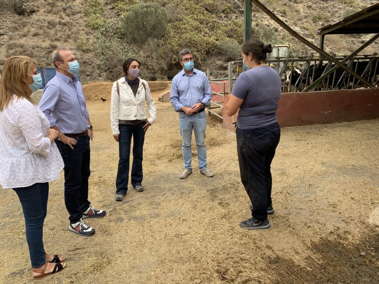 Las Palmas de Gran Canaria incrementó en un 10% su cabaña ganadera bovina manteniéndose entre las primeras del Archipiélago