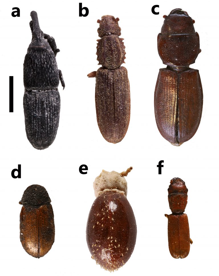Investigadores de la ULPGC estudian las plagas de los graneros prehispánicos en La Fortaleza (Gran Canaria)