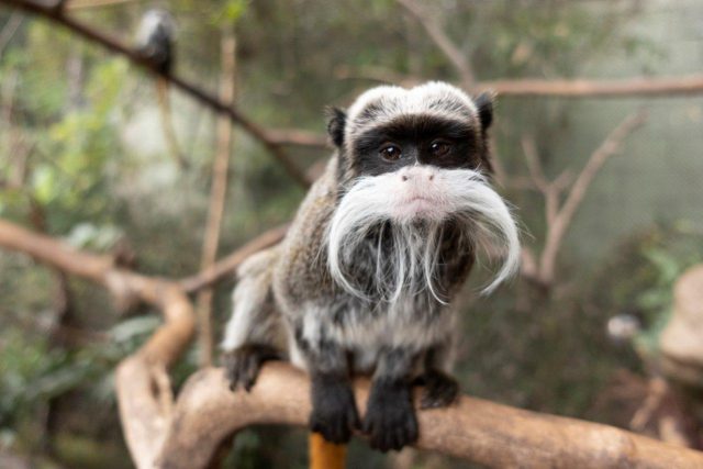 Nacen en Loro Parque dos mellizos de tití emperador 1 Nacen en Loro Parque dos mellizos de tití emperador 3