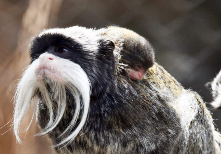 Nacen en Loro Parque dos mellizos de tití emperador