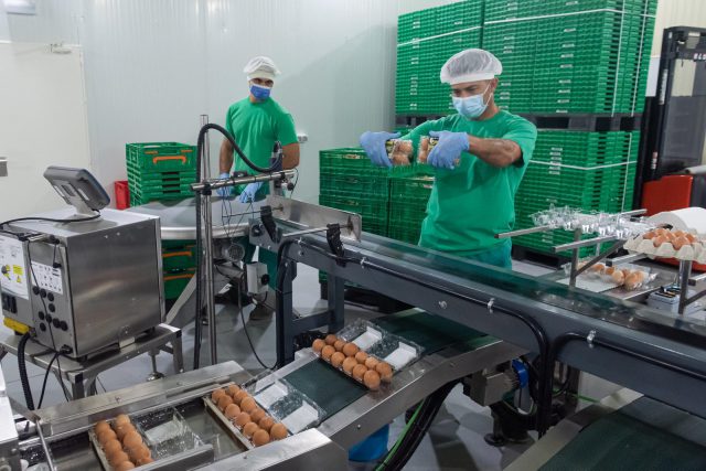 La demanda de huevos camperos crece en Canarias un 10 % al año, el próximo objetivo es que aumente el consumo de producto local 4 Operarios de la Granja Guillén.