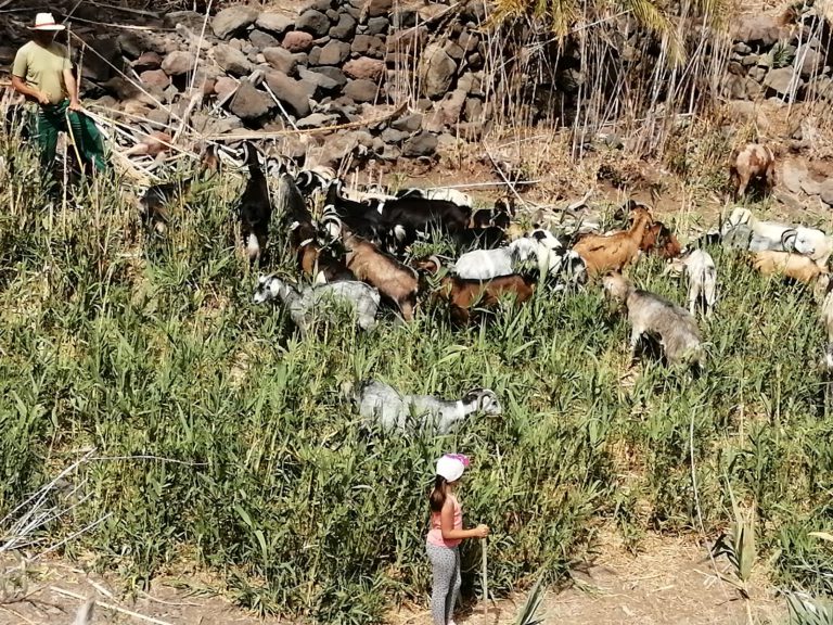 Veneguera, Tasarte y Fataga, próximos puntos en los que el Cabildo retirará cañaverales por riesgo de incendio, el pastoreo evitará su rebrote