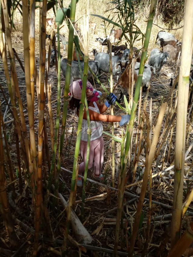 Quitando cañas en Tocodomán.