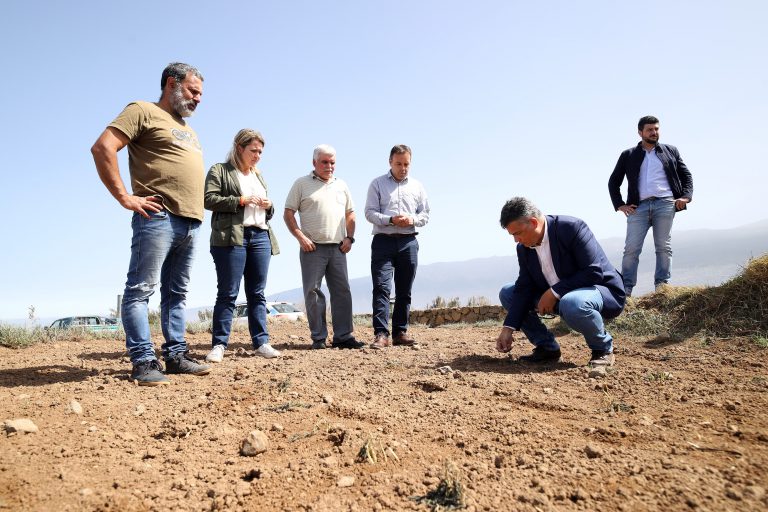 Abierto el plazo de las ayudas a los productores de papas, aguacates y cultivos hortícolas