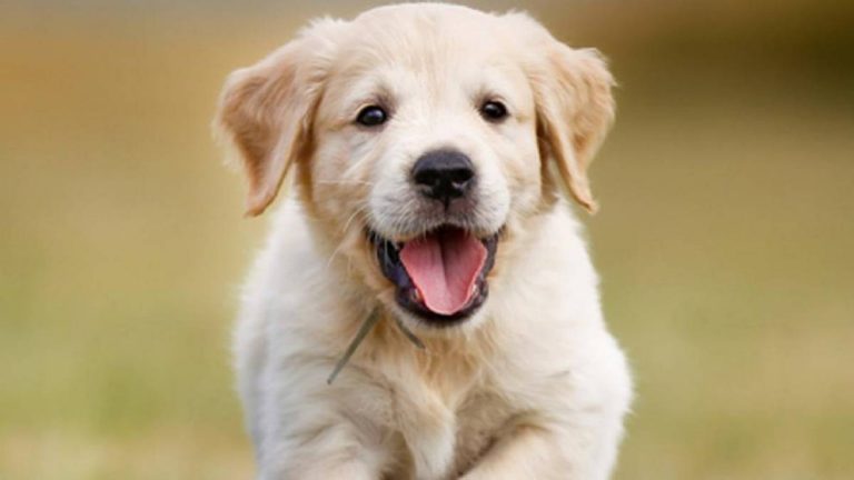 Alimentos que das a tu mascota con los que le acortas su vida