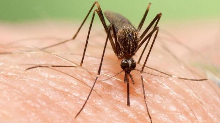 Este es el protocolo contra los mosquitos para evitar el virus del Nilo
