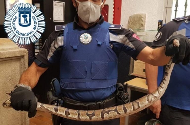 Vecino de Madrid encuentra una serpiente pitón viva detrás de su nevera