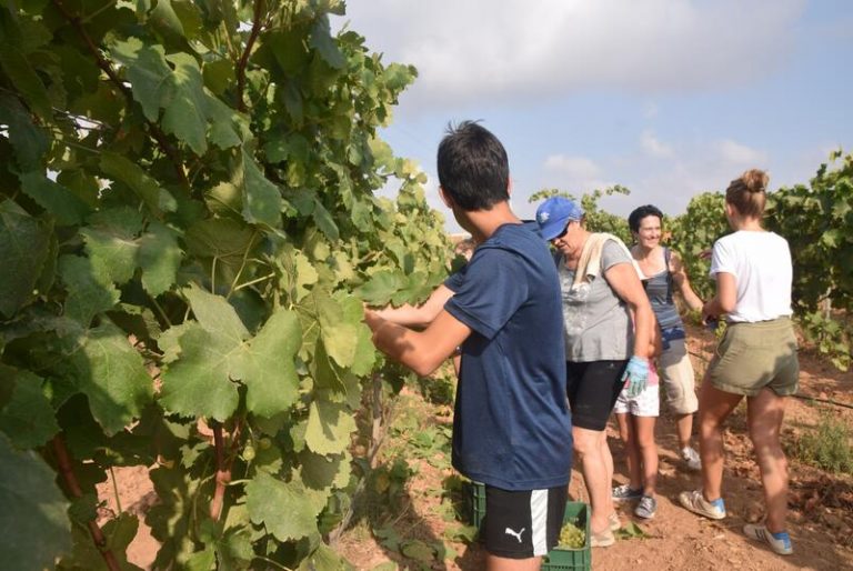 Estudiantes y profesores voluntarios vendimian este lunes en los viñedos de la Universidad Politécnica de Cartagena