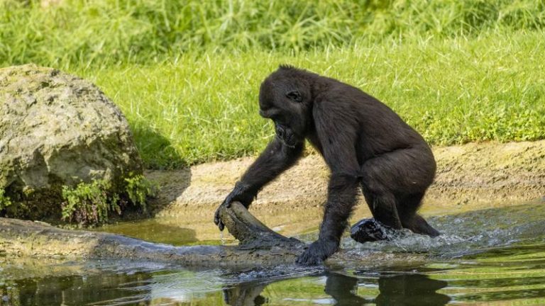 La gorila Virunga de Bioparc cumple 4 años