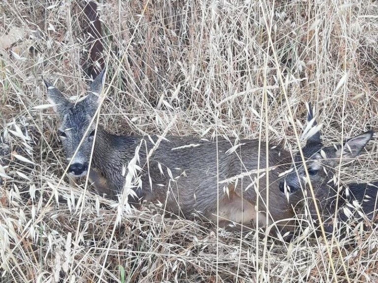 Unidas Podemos pide actuar contra un parásito que afecta a las poblaciones de corzos