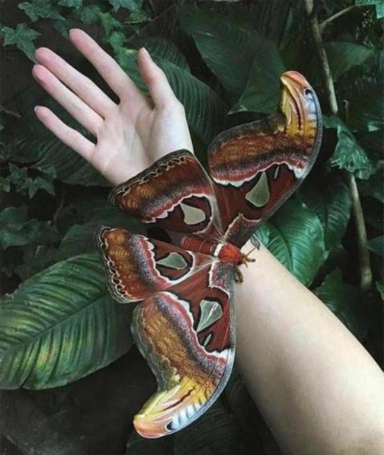 mariposa-tamano2