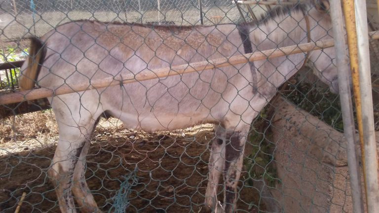 El Ayuntamiento alerta de un aumento de los abandonos de animales tras la finalización del estado de alarma