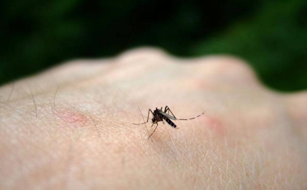 Cómo protegerse de los Mosquitos del Virus del Nilo