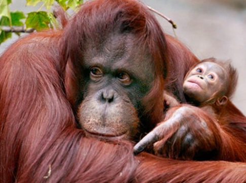 WNQH_orangutan1