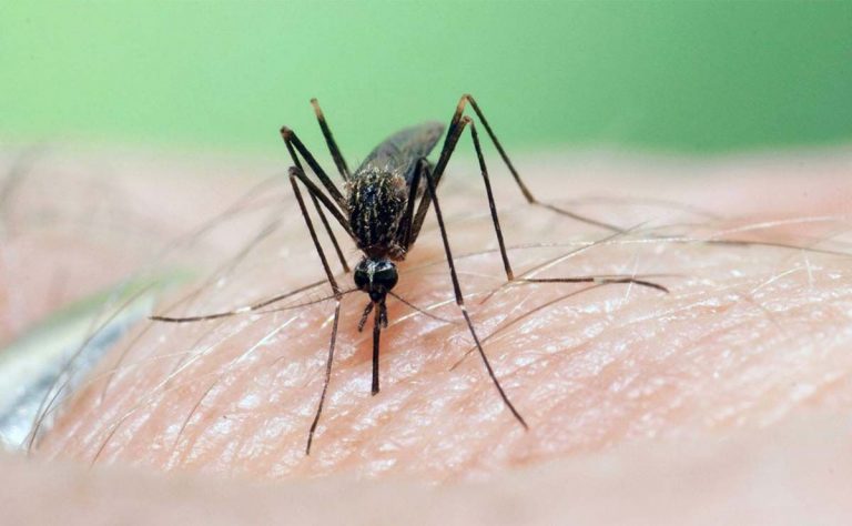 El virus de la Fiebre del Nilo alcanza Sevilla Este, con uno de los 45 casos declarados