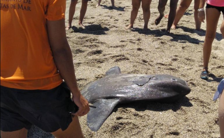 Remitidas a Fiscalía las diligencias contra el hombre que se sentó en un pez luna y lo mató
