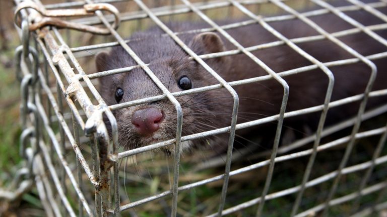 WWF pide al Gobierno cerrar todas las granjas de visón americano en España
