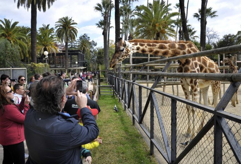 Cierra el Zoo de Jerez tras positivo al virus del Nilo de un quebrantahuesos y un buitre negro