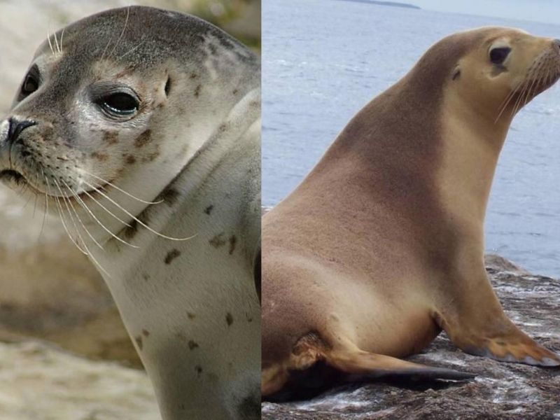 foca-leon-marino