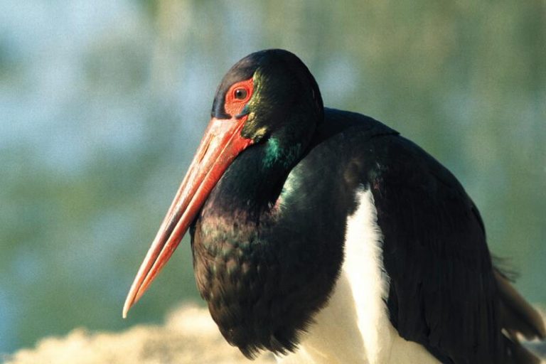 SEO/Birdlife afirma que el incendio de Almonaster ha afectado a 