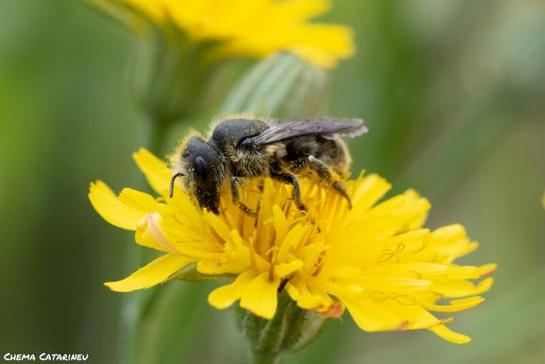 El veneno de las abejas puede destruir las células agresivas del cáncer de mama