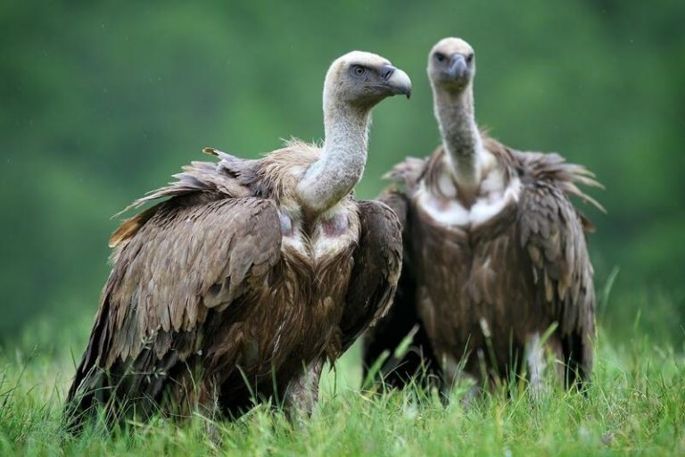 ONG destacan en el Día Internacional de los Buitres su recuperación en España