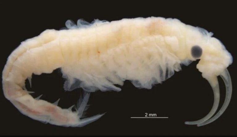 Nueva especie de crustáceo en el lugar más caluroso de la Tierra