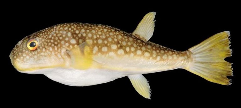 Identificadas 300 especies de peces en Rusia no registradas previamente
