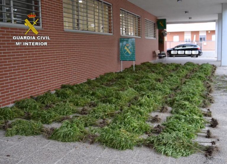 La Guardia Civil intercepta en Murcia un camión con más de mil plantas de marihuana