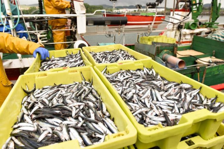Agricultura cierra el próximo martes la pesquería de anchoa del Cantábrico