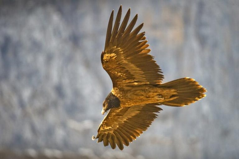 Navarra registra un récord en la cría del quebrantahuesos