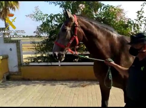 Roban un caballo de 50.000 euros para cobrar una deuda de 200 y los detienen Roban un caballo de 50.000 euros para cobrar una deuda de 200 y los detienen