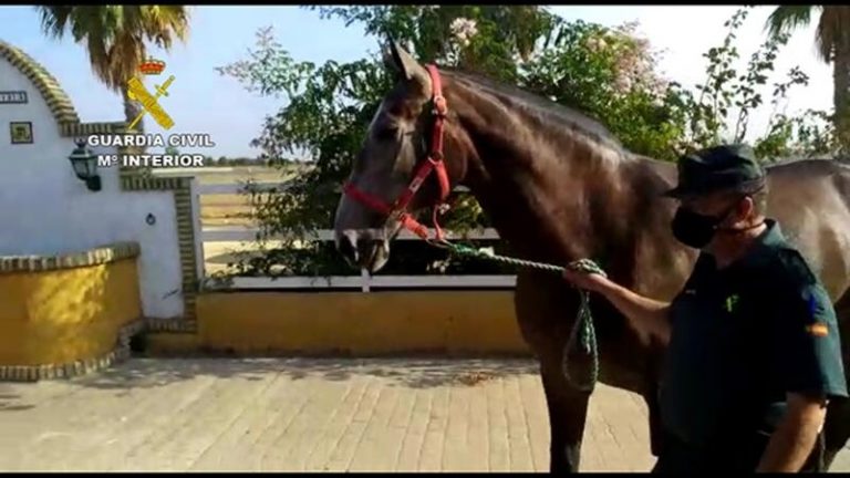 Roban un caballo de 50.000 euros para cobrar una deuda de 200 y los detienen