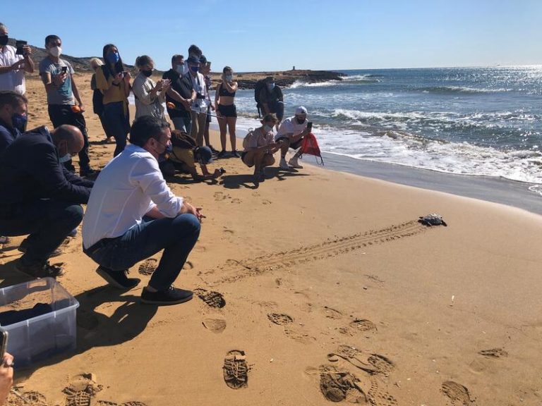 Devueltas al mar en Cartagena diez tortugas bobas tras un año criadas en cautividad