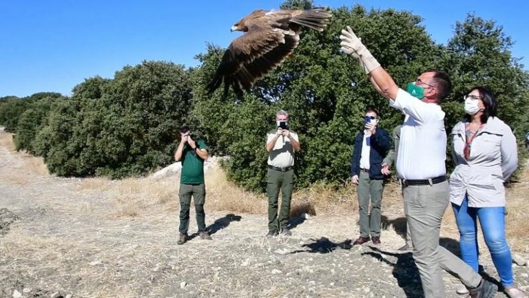 Registro histórico de águilas imperiales en Andalucía, con 123 parejas reproductoras