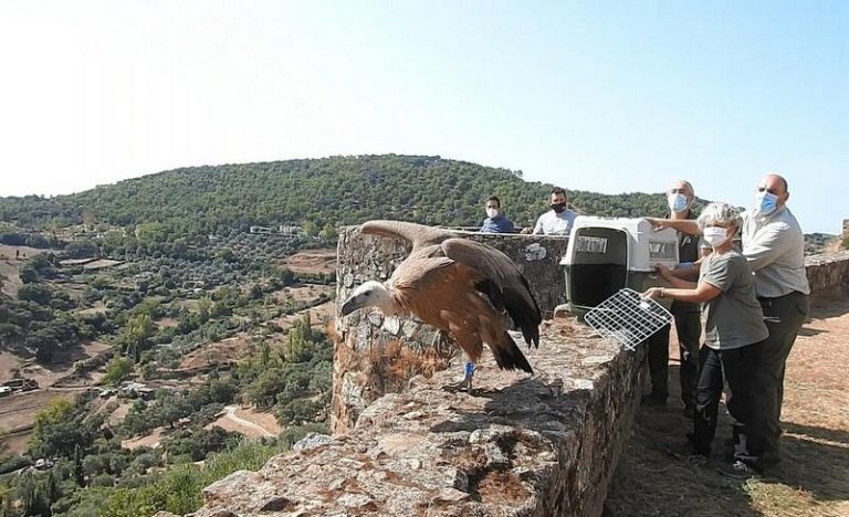 Sueltan en el Parque Natural de Sierra de Arcena y Picos de Aroche (Huelva)